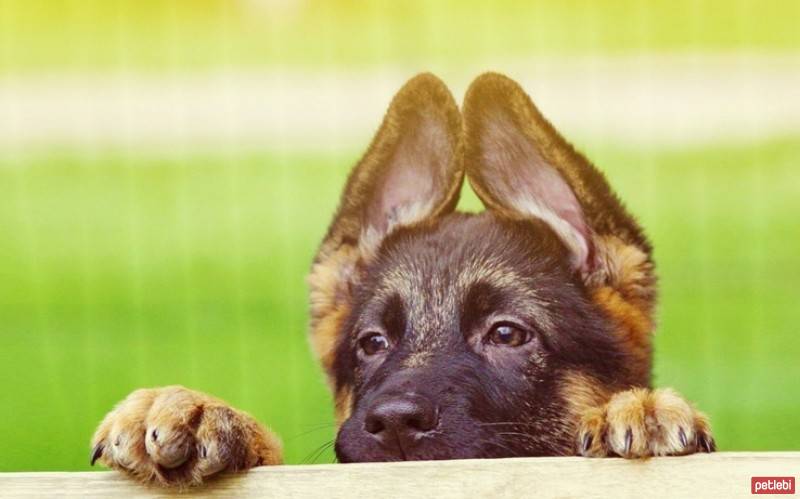 Alman Kalın Tüylü Pointer, Köpek  laky fotoğrafı