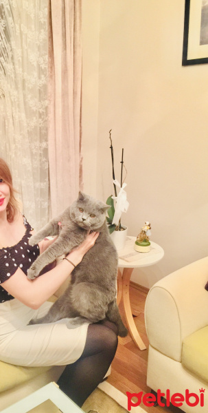 British Shorthair, Kedi  Silver fotoğrafı