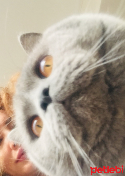 British Shorthair, Kedi  Silver fotoğrafı