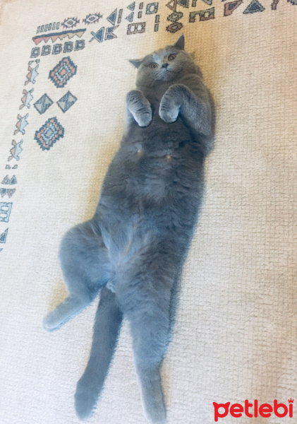 British Shorthair, Kedi  Silver fotoğrafı
