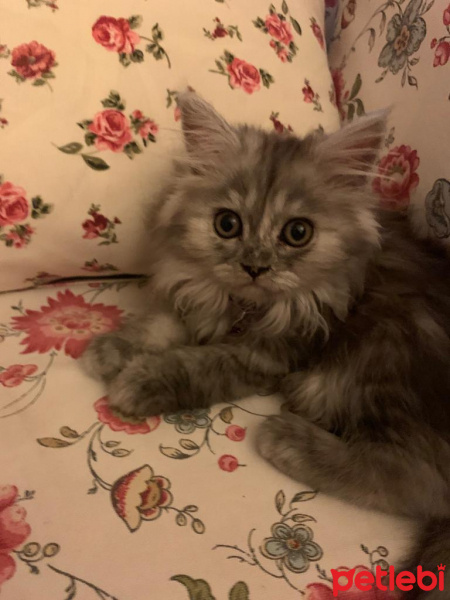 Chinchilla, Kedi  arya fotoğrafı
