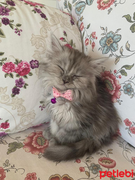 Chinchilla, Kedi  arya fotoğrafı