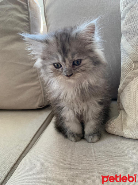 Chinchilla, Kedi  arya fotoğrafı