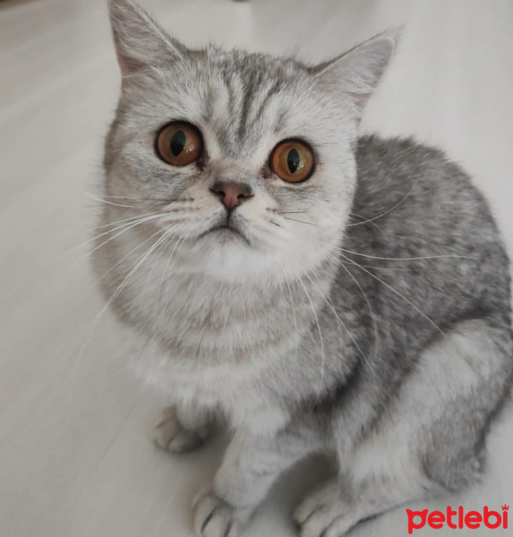 British Shorthair, Kedi  Boncuk fotoğrafı