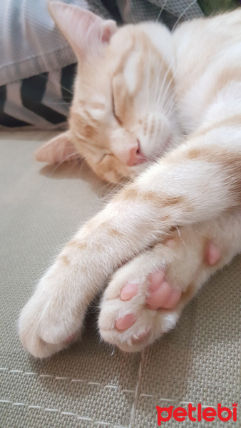 Tekir Kedi, Kedi  Behlül fotoğrafı