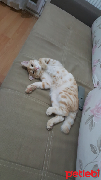 Tekir Kedi, Kedi  Behlül fotoğrafı