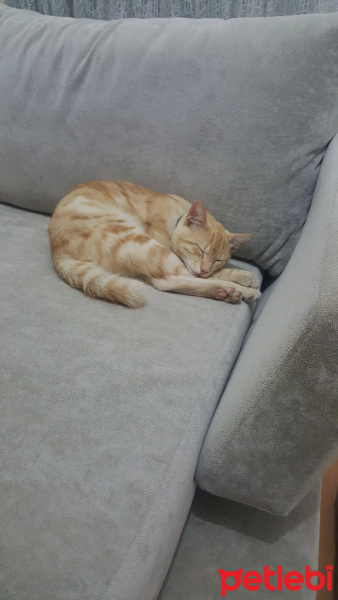 Tekir Kedi, Kedi  Behlül fotoğrafı