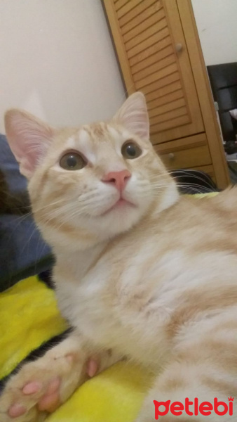 Tekir Kedi, Kedi  Behlül fotoğrafı