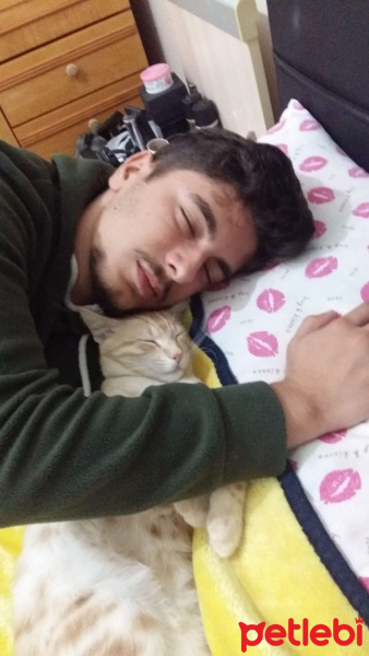 Tekir Kedi, Kedi  Behlül fotoğrafı