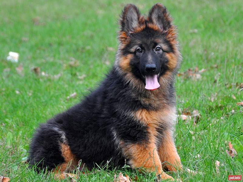 Alman Kalın Tüylü Pointer, Köpek  laky fotoğrafı
