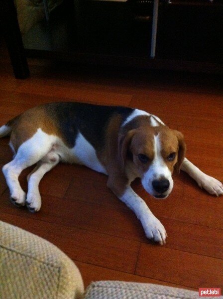 Beagle, Köpek  Şanslı fotoğrafı