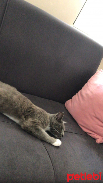 Mavi Rus, Kedi  Miya fotoğrafı