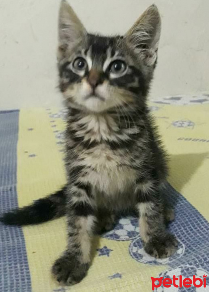 Tekir Kedi, Kedi  Fıstık fotoğrafı