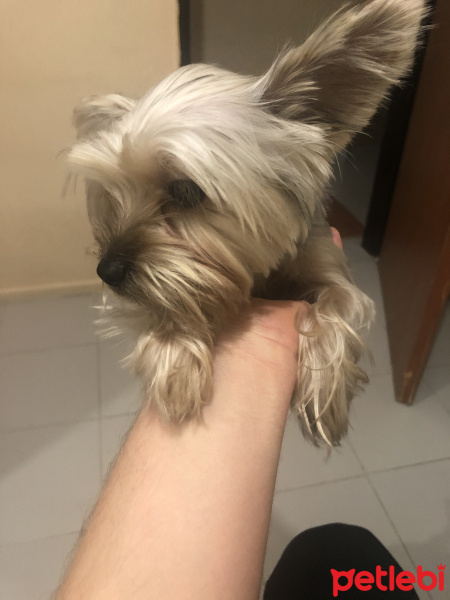 Yorkshire Terrier, Köpek  Müdür fotoğrafı