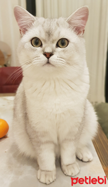 British Shorthair, Kedi  Robin fotoğrafı