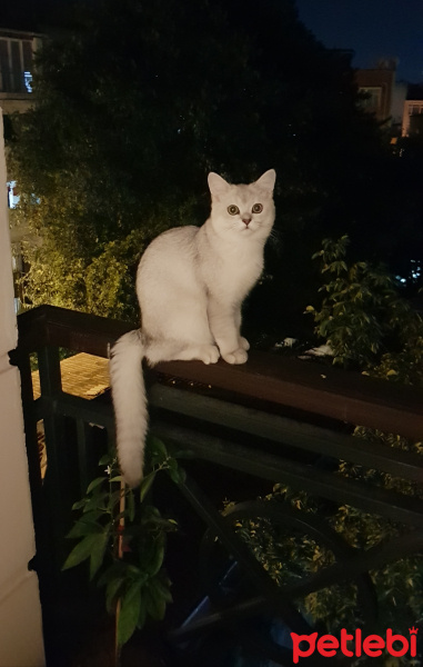 British Shorthair, Kedi  Robin fotoğrafı