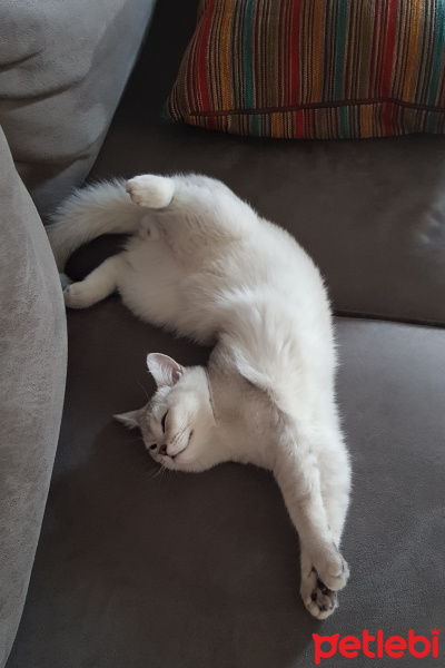 British Shorthair, Kedi  Robin fotoğrafı