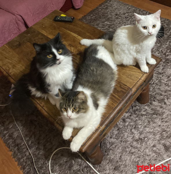 İran Kedisi (Persian), Kedi  Panda fotoğrafı