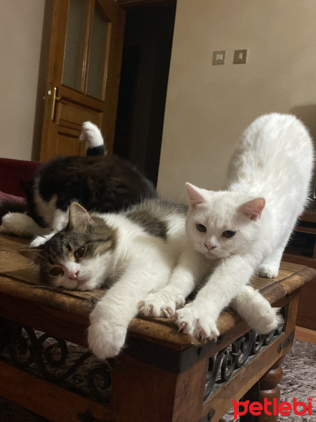 İran Kedisi (Persian), Kedi  Panda fotoğrafı