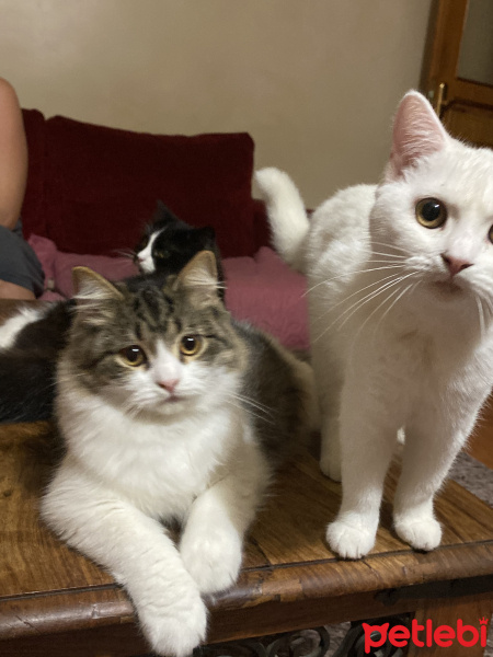 İran Kedisi (Persian), Kedi  Panda fotoğrafı