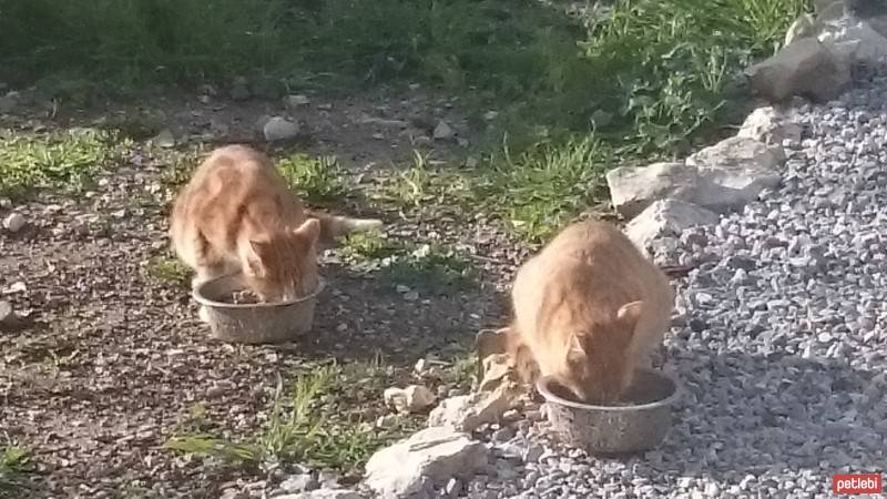 Tekir Kedi, Kedi  Buğday ve Çavdar  fotoğrafı