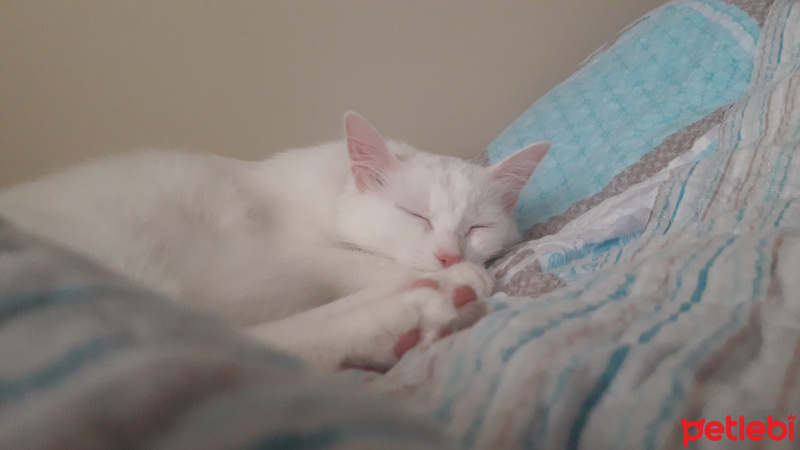 Ankara Kedisi, Kedi  Lokum fotoğrafı