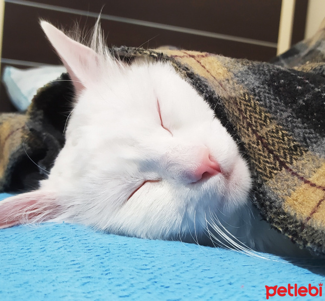 Ankara Kedisi, Kedi  Lokum fotoğrafı