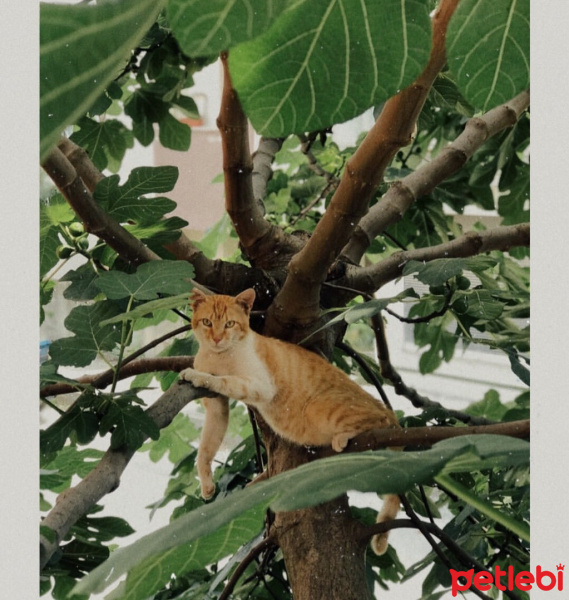 Tekir Kedi, Kedi  Sarı fotoğrafı