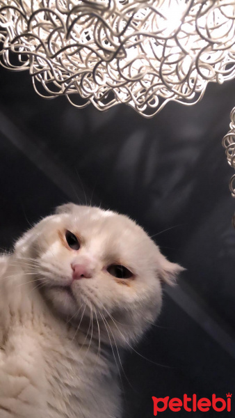 Scottish Fold, Kedi  Casper fotoğrafı