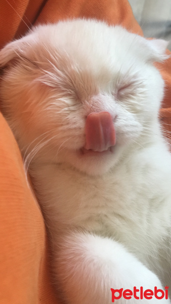 Scottish Fold, Kedi  Casper fotoğrafı