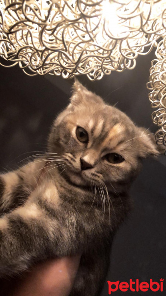 British Shorthair, Kedi  Matmazel fotoğrafı