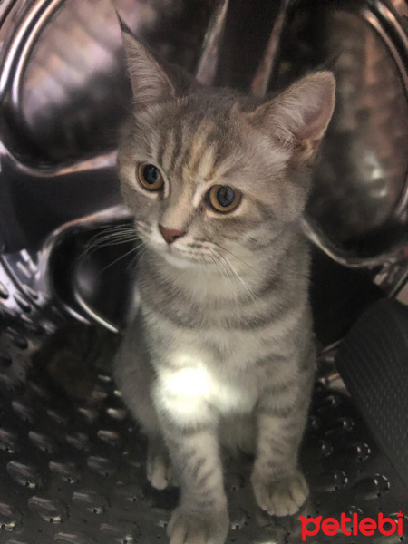 British Shorthair, Kedi  Matmazel fotoğrafı