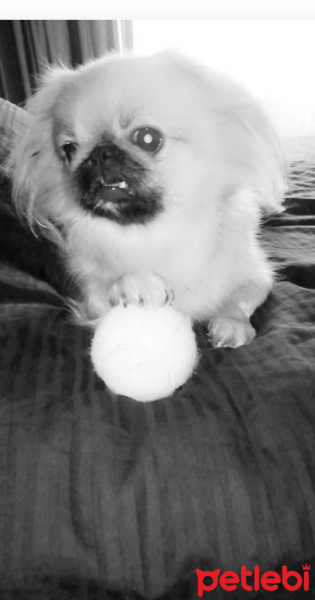 Pekingese, Köpek  Daiysi fotoğrafı