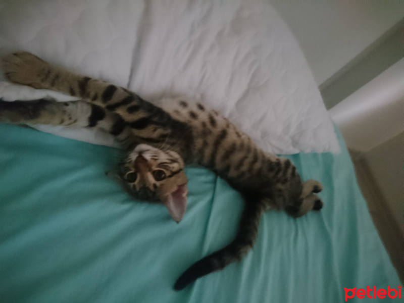 Tekir Kedi, Kedi  Puri fotoğrafı
