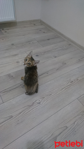 Tekir Kedi, Kedi  Sphynx fotoğrafı