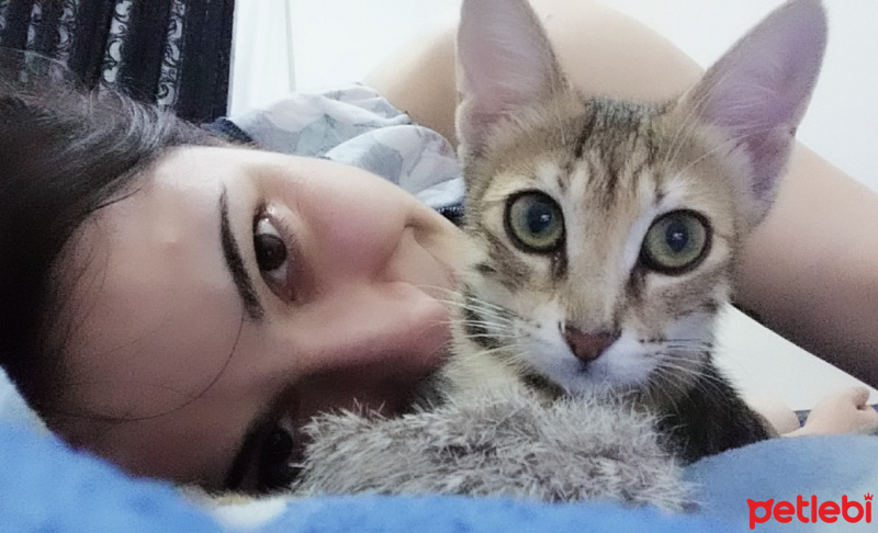 Tekir Kedi, Kedi  Sphynx fotoğrafı
