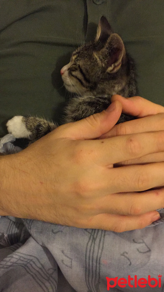 Tekir Kedi, Kedi  Feride fotoğrafı