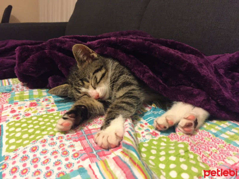 Tekir Kedi, Kedi  Feride fotoğrafı