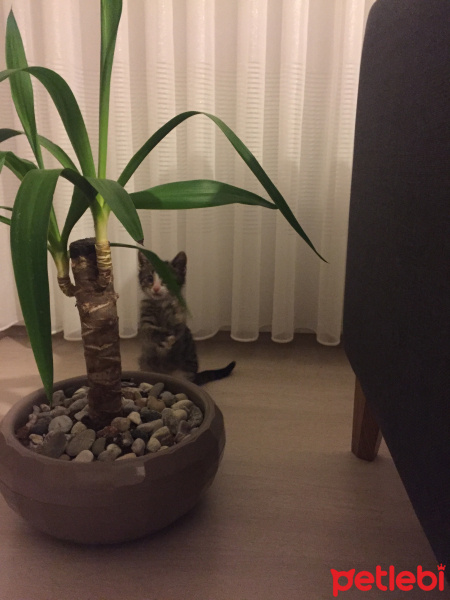 Tekir Kedi, Kedi  Feride fotoğrafı
