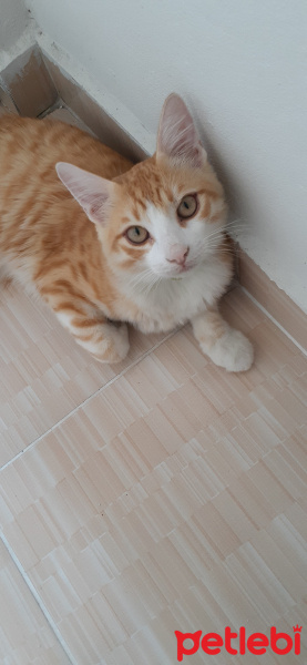 Tekir Kedi, Kedi  Tarçın fotoğrafı
