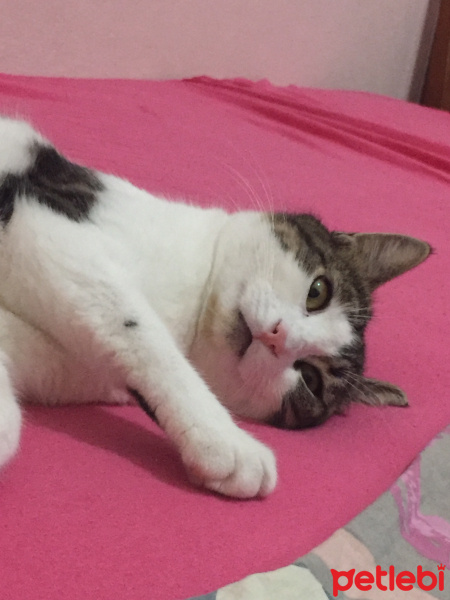 Tekir Kedi, Kedi  Prenses fotoğrafı