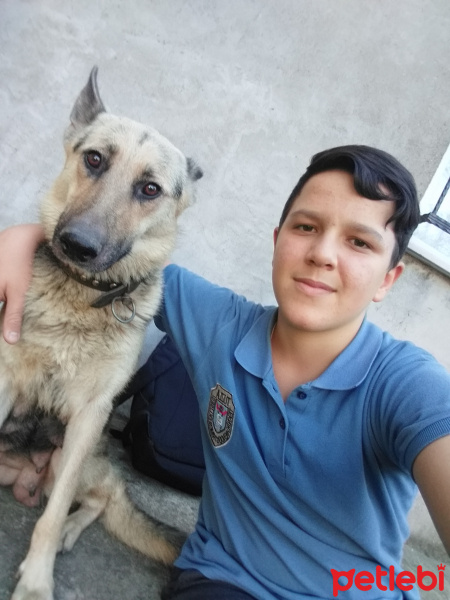 Alman Çoban Köpeği, Köpek  Lesi fotoğrafı