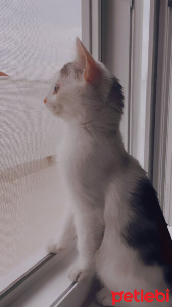 Tekir Kedi, Kedi  İskender fotoğrafı