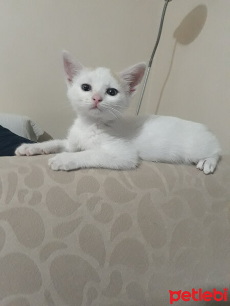 Ankara Kedisi, Kedi  Salep fotoğrafı