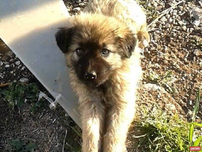 Alman Çoban Köpeği, Köpek  Şeftali fotoğrafı