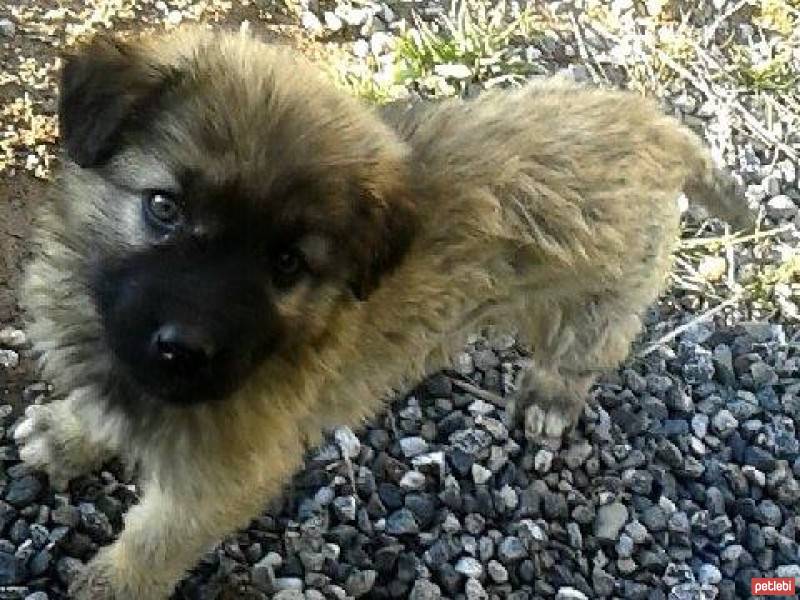 Alman Çoban Köpeği, Köpek  Şeftali fotoğrafı