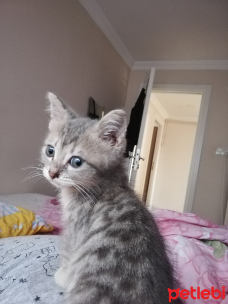Scottish Fold, Kedi  gece fotoğrafı