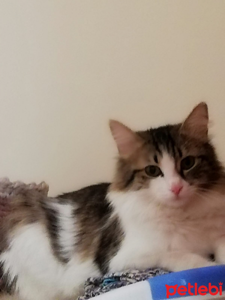 Tekir Kedi, Kedi  Badem fotoğrafı