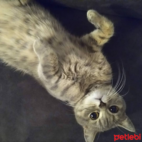 British Shorthair, Kedi  Pati fotoğrafı