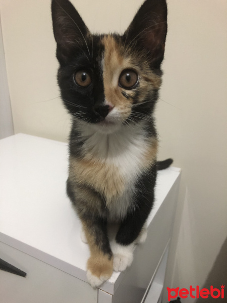 Tekir Kedi, Kedi  Sürmeli fotoğrafı